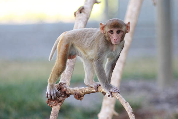 Rhesus monkey