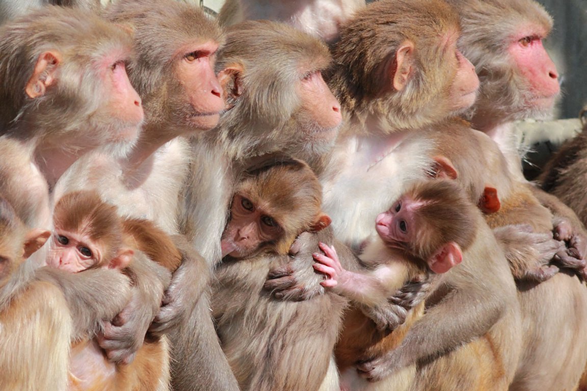 Rhesus macaque monkeys