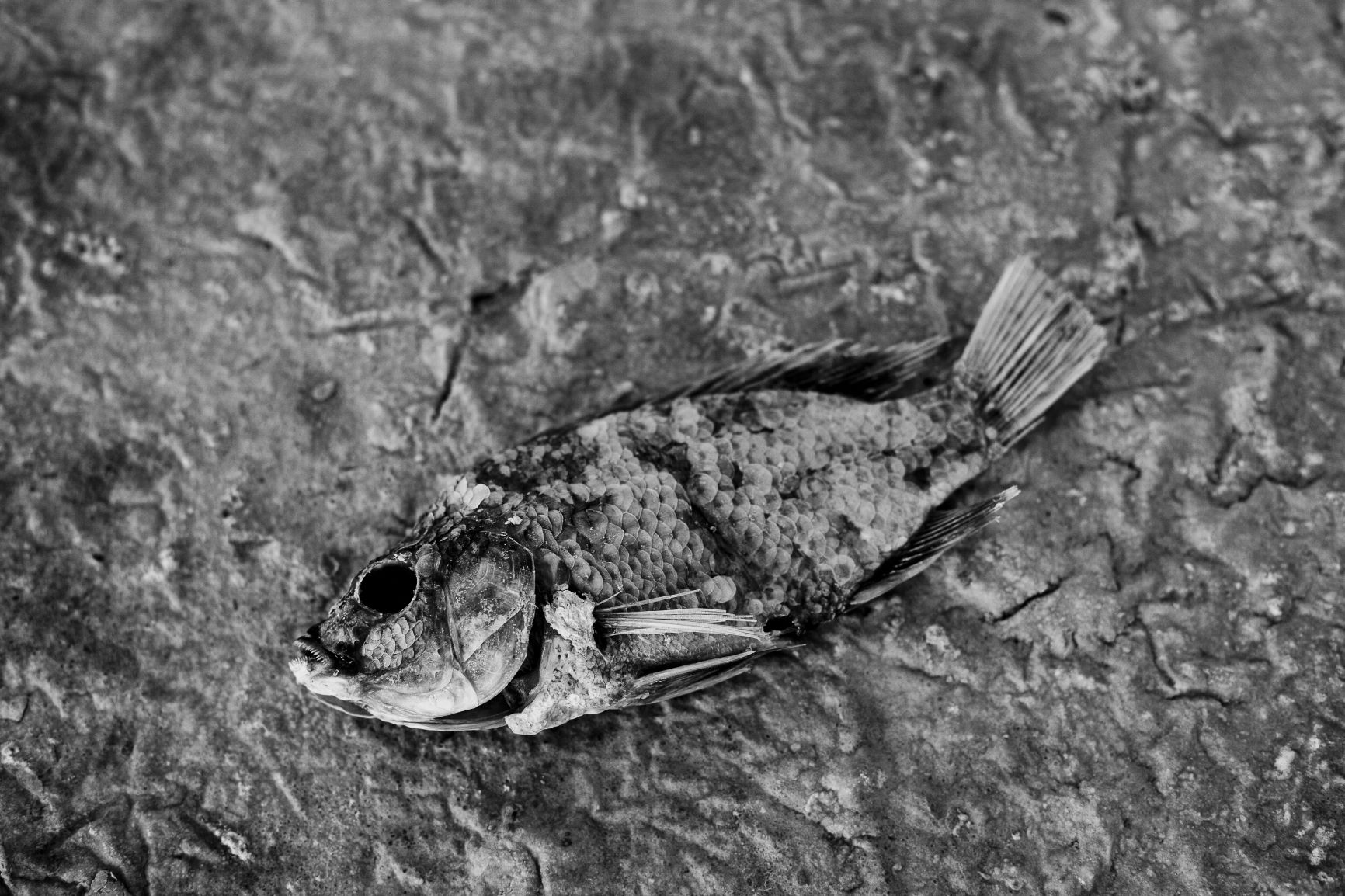 Dead fish from the Salton Sea
