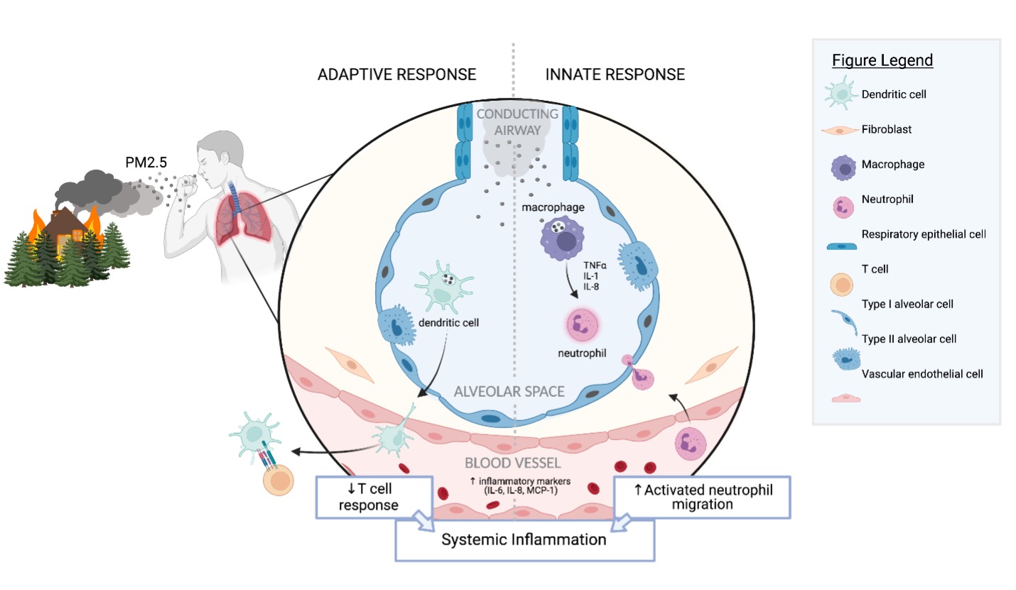 Effects of wildfire particulate matter on immune function.