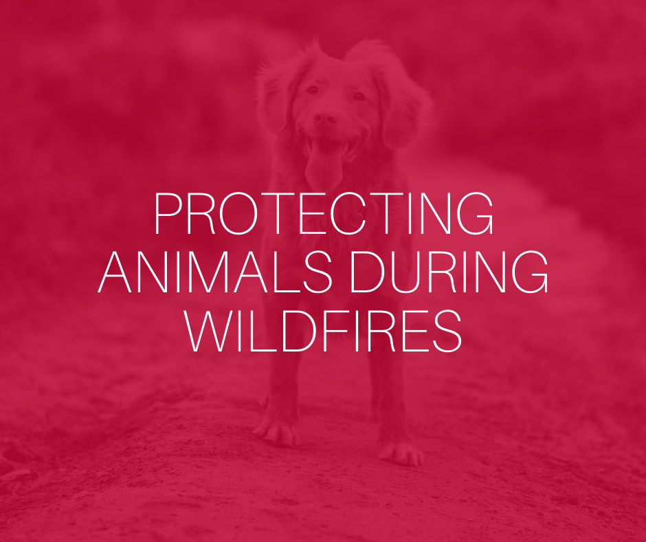 Protecting animals during wildfires