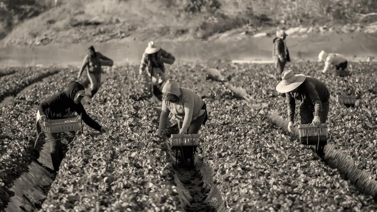 Farmworkers in a field