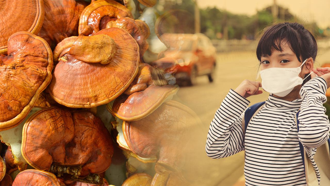 ganoderma lucidum mushrooms fading to little girl with mask on 