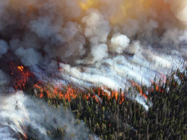 Wildfire burning through forest.