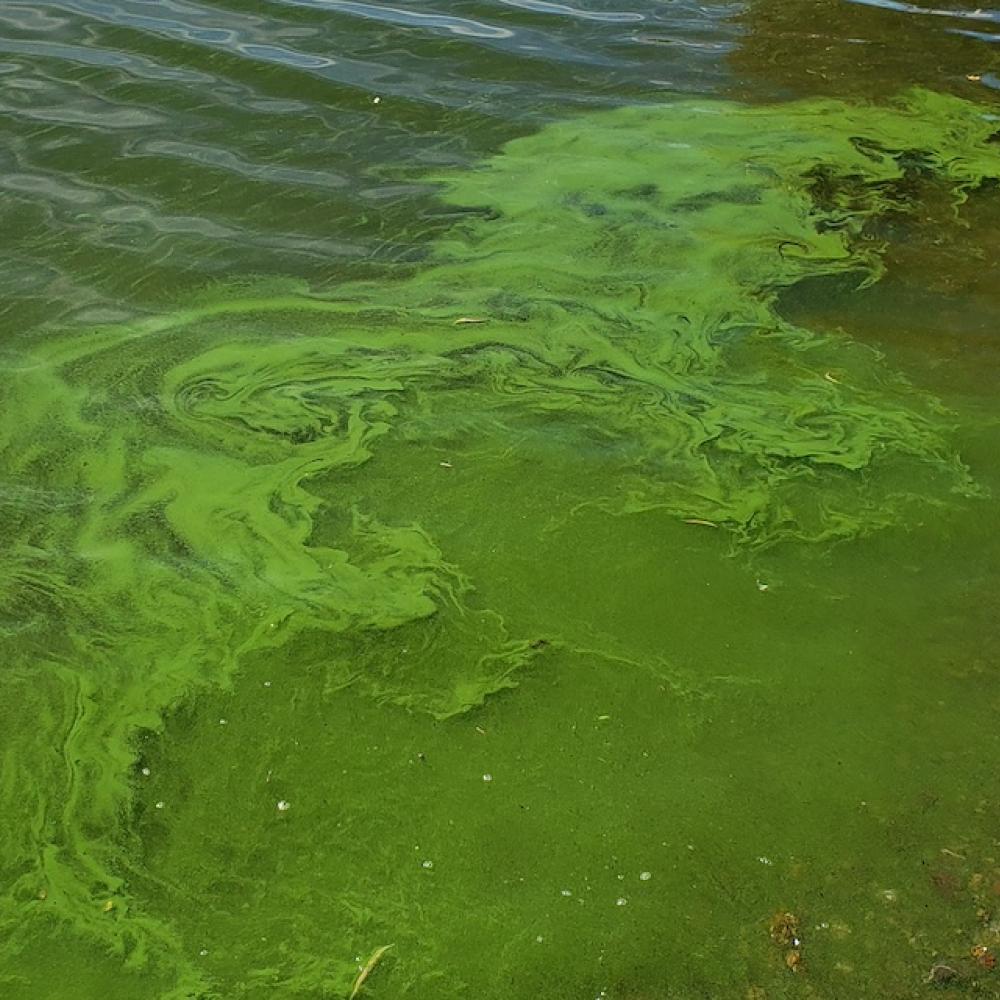 lake polluted with harmful algae