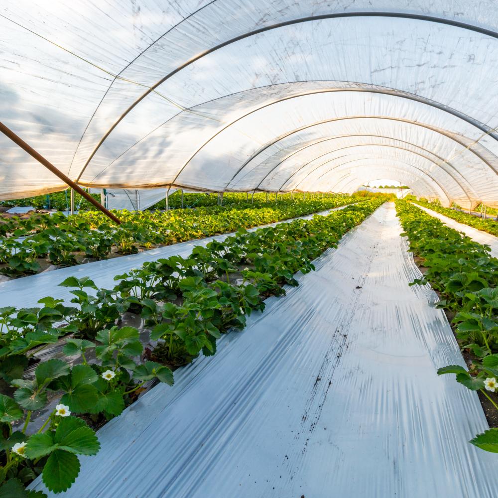 Plastic greenhouse with plastic plant coverings
