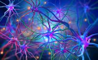 Neurons