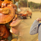 ganoderma lucidum mushrooms fading to little girl with mask on 