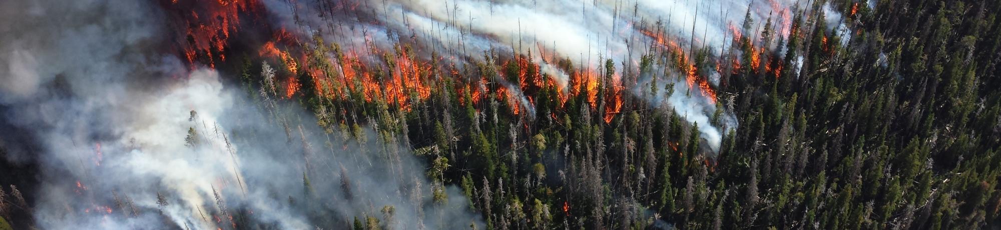 Wildfire burning through forest.