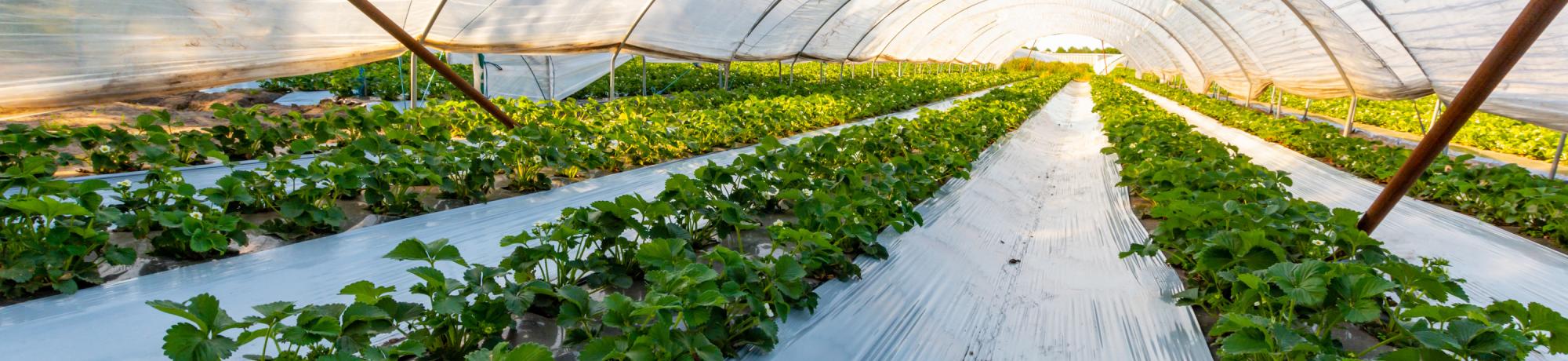 Plastic greenhouse with plastic plant coverings